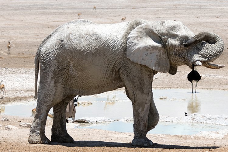 NAM OSHI Etosha 2016NOV27 114