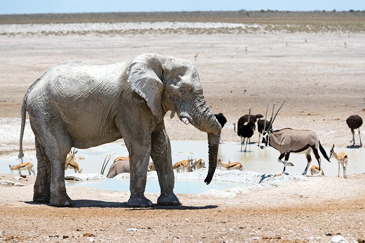 NAM OSHI Etosha 2016NOV27 115