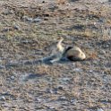 NAM OSHI Etosha 2016NOV27 006 : 2016, 2016 - African Adventures, Africa, Date, Etosha National Park, Month, Namibia, November, Oshikoto, Places, Southern, Trips, Year