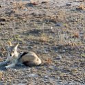 NAM OSHI Etosha 2016NOV27 007 : 2016, 2016 - African Adventures, Africa, Date, Etosha National Park, Month, Namibia, November, Oshikoto, Places, Southern, Trips, Year
