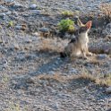 NAM OSHI Etosha 2016NOV27 009 : 2016, 2016 - African Adventures, Africa, Date, Etosha National Park, Month, Namibia, November, Oshikoto, Places, Southern, Trips, Year