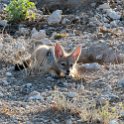 NAM OSHI Etosha 2016NOV27 010 : 2016, 2016 - African Adventures, Africa, Date, Etosha National Park, Month, Namibia, November, Oshikoto, Places, Southern, Trips, Year