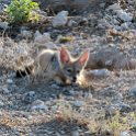 NAM_OSHI_Etosha_2016NOV27_010.jpg