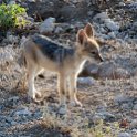 NAM OSHI Etosha 2016NOV27 011 : 2016, 2016 - African Adventures, Africa, Date, Etosha National Park, Month, Namibia, November, Oshikoto, Places, Southern, Trips, Year
