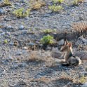 NAM OSHI Etosha 2016NOV27 012 : 2016, 2016 - African Adventures, Africa, Date, Etosha National Park, Month, Namibia, November, Oshikoto, Places, Southern, Trips, Year