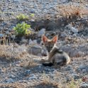NAM OSHI Etosha 2016NOV27 013 : 2016, 2016 - African Adventures, Africa, Date, Etosha National Park, Month, Namibia, November, Oshikoto, Places, Southern, Trips, Year