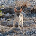 NAM OSHI Etosha 2016NOV27 014 : 2016, 2016 - African Adventures, Africa, Date, Etosha National Park, Month, Namibia, November, Oshikoto, Places, Southern, Trips, Year