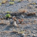 NAM OSHI Etosha 2016NOV27 015 : 2016, 2016 - African Adventures, Africa, Date, Etosha National Park, Month, Namibia, November, Oshikoto, Places, Southern, Trips, Year