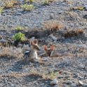 NAM_OSHI_Etosha_2016NOV27_015.jpg