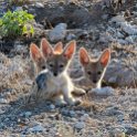 NAM OSHI Etosha 2016NOV27 016 : 2016, 2016 - African Adventures, Africa, Date, Etosha National Park, Month, Namibia, November, Oshikoto, Places, Southern, Trips, Year