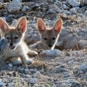 NAM OSHI Etosha 2016NOV27 017 : 2016, 2016 - African Adventures, Africa, Date, Etosha National Park, Month, Namibia, November, Oshikoto, Places, Southern, Trips, Year