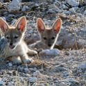 NAM_OSHI_Etosha_2016NOV27_017.jpg