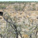 NAM OSHI Etosha 2016NOV27 063 : 2016, 2016 - African Adventures, Africa, Date, Etosha National Park, Month, Namibia, November, Oshikoto, Places, Southern, Trips, Year