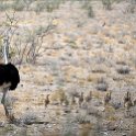NAM OSHI Etosha 2016NOV27 064 : 2016, 2016 - African Adventures, Africa, Date, Etosha National Park, Month, Namibia, November, Oshikoto, Places, Southern, Trips, Year