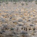 NAM OSHI Etosha 2016NOV27 065 : 2016, 2016 - African Adventures, Africa, Date, Etosha National Park, Month, Namibia, November, Oshikoto, Places, Southern, Trips, Year