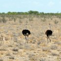 NAM OSHI Etosha 2016NOV27 066 : 2016, 2016 - African Adventures, Africa, Date, Etosha National Park, Month, Namibia, November, Oshikoto, Places, Southern, Trips, Year