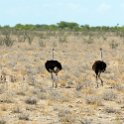 NAM_OSHI_Etosha_2016NOV27_066.jpg