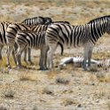 NAM_OSHI_Etosha_2016NOV27_068.jpg