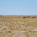 NAM_OSHI_Etosha_2016NOV27_069.jpg