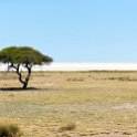 NAM_OSHI_Etosha_2016NOV27_070.jpg