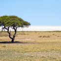 NAM_OSHI_Etosha_2016NOV27_071.jpg