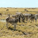 NAM_OSHI_Etosha_2016NOV27_074.jpg