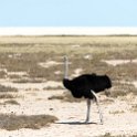 NAM OSHI Etosha 2016NOV27 076 : 2016, 2016 - African Adventures, Africa, Date, Etosha National Park, Month, Namibia, November, Oshikoto, Places, Southern, Trips, Year