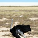 NAM OSHI Etosha 2016NOV27 077 : 2016, 2016 - African Adventures, Africa, Date, Etosha National Park, Month, Namibia, November, Oshikoto, Places, Southern, Trips, Year