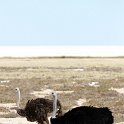 NAM_OSHI_Etosha_2016NOV27_078.jpg