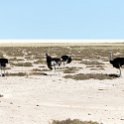 NAM OSHI Etosha 2016NOV27 079 : 2016, 2016 - African Adventures, Africa, Date, Etosha National Park, Month, Namibia, November, Oshikoto, Places, Southern, Trips, Year