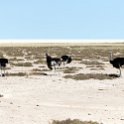 NAM_OSHI_Etosha_2016NOV27_079.jpg