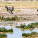 NAM OSHI Etosha 2016NOV27 081 : 2016, 2016 - African Adventures, Africa, Date, Etosha National Park, Month, Namibia, November, Oshikoto, Places, Southern, Trips, Year
