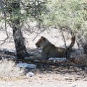 NAM OSHI Etosha 2016NOV27 084 : 2016, 2016 - African Adventures, Africa, Date, Etosha National Park, Month, Namibia, November, Oshikoto, Places, Southern, Trips, Year