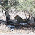 NAM_OSHI_Etosha_2016NOV27_084.jpg