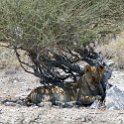 NAM OSHI Etosha 2016NOV27 085 : 2016, 2016 - African Adventures, Africa, Date, Etosha National Park, Month, Namibia, November, Oshikoto, Places, Southern, Trips, Year