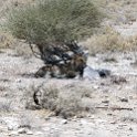 NAM OSHI Etosha 2016NOV27 086 : 2016, 2016 - African Adventures, Africa, Date, Etosha National Park, Month, Namibia, November, Oshikoto, Places, Southern, Trips, Year