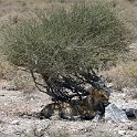 NAM OSHI Etosha 2016NOV27 087 : 2016, 2016 - African Adventures, Africa, Date, Etosha National Park, Month, Namibia, November, Oshikoto, Places, Southern, Trips, Year