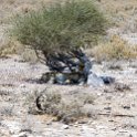 NAM OSHI Etosha 2016NOV27 088 : 2016, 2016 - African Adventures, Africa, Date, Etosha National Park, Month, Namibia, November, Oshikoto, Places, Southern, Trips, Year