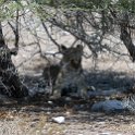 NAM OSHI Etosha 2016NOV27 089 : 2016, 2016 - African Adventures, Africa, Date, Etosha National Park, Month, Namibia, November, Oshikoto, Places, Southern, Trips, Year