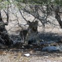 NAM_OSHI_Etosha_2016NOV27_089.jpg