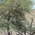 NAM_OSHI_Etosha_2016NOV27_090.jpg