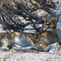 NAM_OSHI_Etosha_2016NOV27_091.jpg