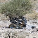 NAM OSHI Etosha 2016NOV27 092 : 2016, 2016 - African Adventures, Africa, Date, Etosha National Park, Month, Namibia, November, Oshikoto, Places, Southern, Trips, Year