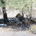 NAM OSHI Etosha 2016NOV27 094 : 2016, 2016 - African Adventures, Africa, Date, Etosha National Park, Month, Namibia, November, Oshikoto, Places, Southern, Trips, Year