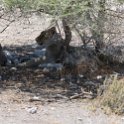 NAM OSHI Etosha 2016NOV27 095 : 2016, 2016 - African Adventures, Africa, Date, Etosha National Park, Month, Namibia, November, Oshikoto, Places, Southern, Trips, Year