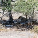 NAM OSHI Etosha 2016NOV27 096 : 2016, 2016 - African Adventures, Africa, Date, Etosha National Park, Month, Namibia, November, Oshikoto, Places, Southern, Trips, Year