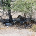 NAM_OSHI_Etosha_2016NOV27_096.jpg