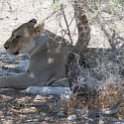 NAM_OSHI_Etosha_2016NOV27_097.jpg