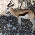 NAM OSHI Etosha 2016NOV27 099 : 2016, 2016 - African Adventures, Africa, Date, Etosha National Park, Month, Namibia, November, Oshikoto, Places, Southern, Trips, Year
