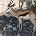 NAM_OSHI_Etosha_2016NOV27_099.jpg